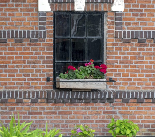 A window in a brick wall with a flower box full of red geraniums surrounded by green plants, Loppersum, province of Groningen, Netherlands