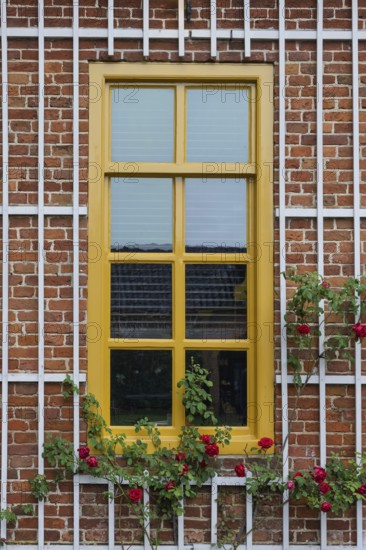 Yellow window with climbing rose, Province of Groningen, Netherlands