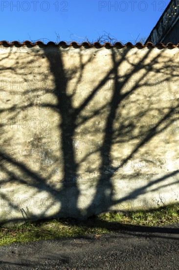 Long shadows of trees stretch across a textured wall, illuminated by soft morning sunlight. The scene captures the beauty of nature against a rustic backdrop. Puy de Dome, Auvergne, France