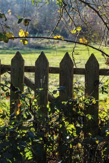 A wooden fence with pointed tops stands amidst vibrant green grass and foliage. The scene reflects a serene rural vibe as autumn sunlight filters through the leaves. Puy de Dome, Auvergne, France