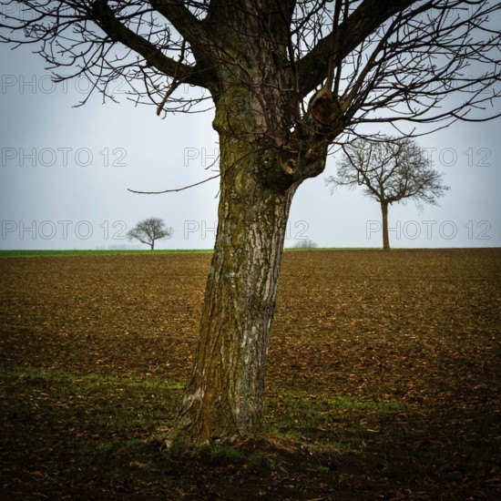 Two solitary trees rise from a barren field, their branches bare against the overcast sky. Limagne plain, Puy de Dome, Auvergne, France