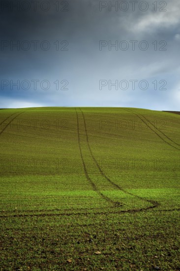 A green field of wheat sprouts stretches towards the horizon, showing subtle tire tracks leading up the hill, Limagne plain, Puy de Dome, France