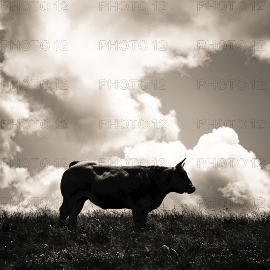 A solitary cow stands on a hilltop, silhouetted against the striking clouds of dusk, Cézallier, Puy-de-Dôme, Auvergne Rhone Alpes, France