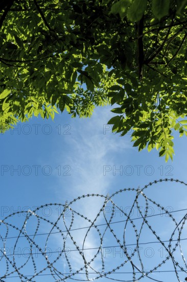 Bright green leaves create a natural frame against a vibrant blue sky, with a barbed wire fence suggesting restricted access and the presence of security measures