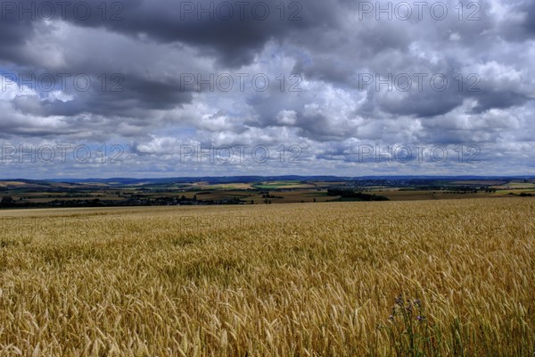 Cornfields, near Elz Castle, Rhineland-Palatinate, Germany