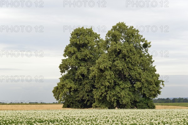 Deciduous trees, lime tree (Tilia) in a field with potato plants (Solanum tuberosum) at flowering time, North Rhine-Westphalia, Germany