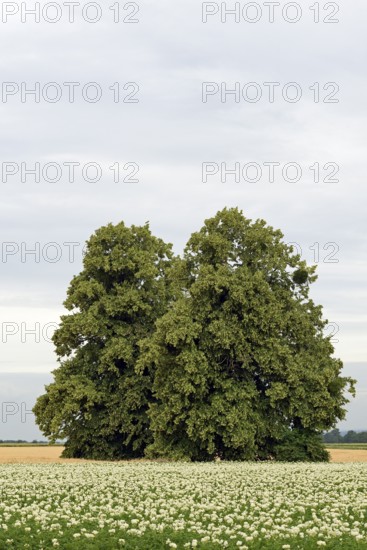 Deciduous trees, lime tree (Tilia) in a field with potato plants (Solanum tuberosum) at flowering time, North Rhine-Westphalia, Germany