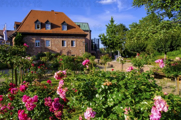 Rosengarten and Roman Museum Obernburg, am Main, Lower Franconia, Franconia, Germany