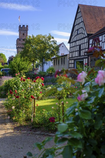 Rose Garden and Roman Museum, Almosenturm, Obernburg, am Main, Lower Franconia, Franconia, Germany