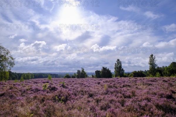 Heath on Wietzer Berg, broom heather blossom, Südheide, Lüneburg Heath, near Faßberg, Lower Saxony, Germany