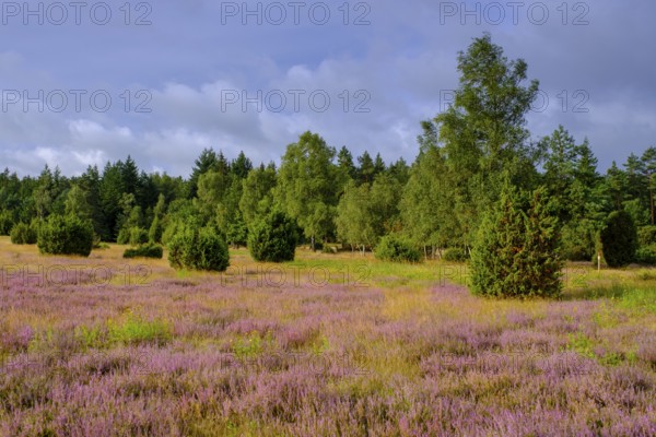 Ellerndorfer Heide, broom heather blossom, Südheide, Lüneburg Heath, near Eimke, Lower Saxony, Germany