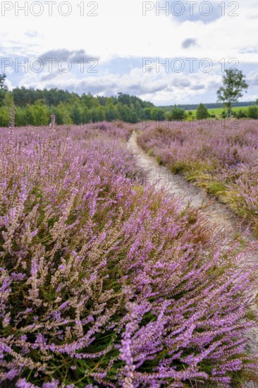 Ellerndorfer Heide, broom heather blossom, Südheide, Lüneburg Heath, near Eimke, Lower Saxony, Germany