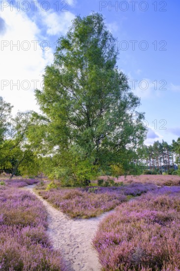 Heath on Wietzer Berg, broom heather blossom, Südheide, Lüneburg Heath, near Faßberg, Lower Saxony, Germany