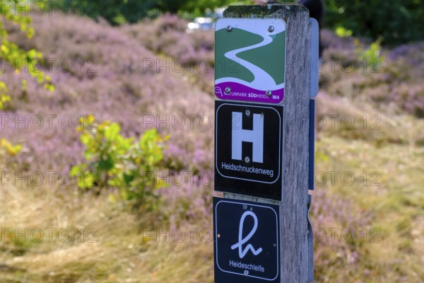 Heidschnuckenweg, heath on Wietzer Berg, broom heather blossom, Südheide, Lüneburg Heath, near Faßberg, Lower Saxony, Germany