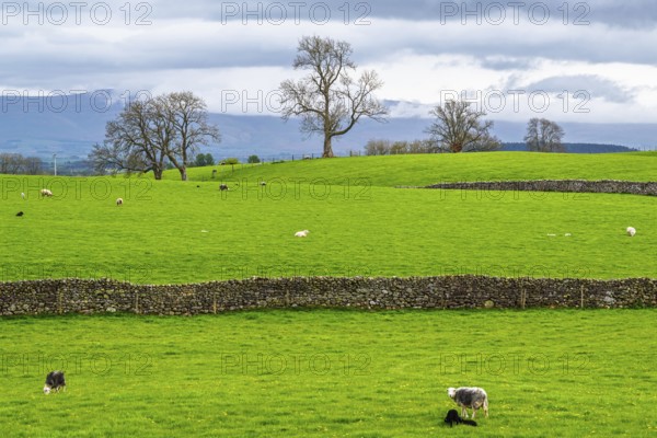 Farms, Pooley Bridge, Ullswater Lake, Lake District National Park, Cumbria, England, United Kingdom