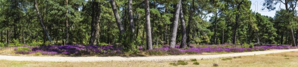 Panorama of Heather on Brownsea Island, Poole, Dorset, England, United Kingdom