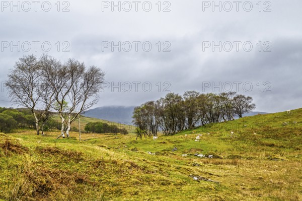 Farms over Loch Slapin, Isle of Skye, Scotland, UK