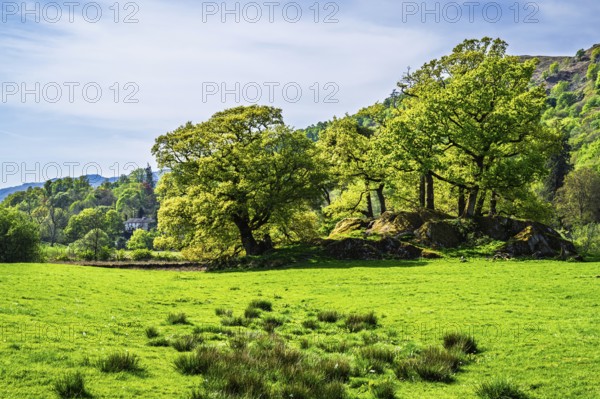 Old Oaks over Holy Trinity Church, Bog Lane, Brathay village, Lake District, Cumbria, England, United Kingdom