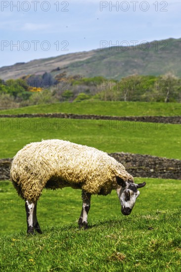 Sheep and farm in Lake District National Park, Coniston Water, Cumbria, England, United Kingdom