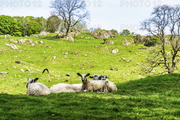 Sheep and farm in Lake District National Park, Coniston Water, Cumbria, England, United Kingdom