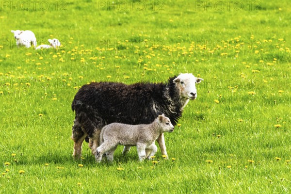 Sheeps, Pooley Bridge, Ullswater Lake, Lake District National Park, Cumbria, England, United Kingdom