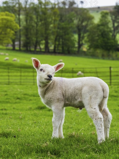 Sheeps, Pooley Bridge, Ullswater Lake, Lake District National Park, Cumbria, England, United Kingdom