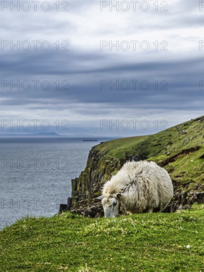 Sheeps on farms over Neist Point Lighthouse, Isle of Skye, Scotland, UK