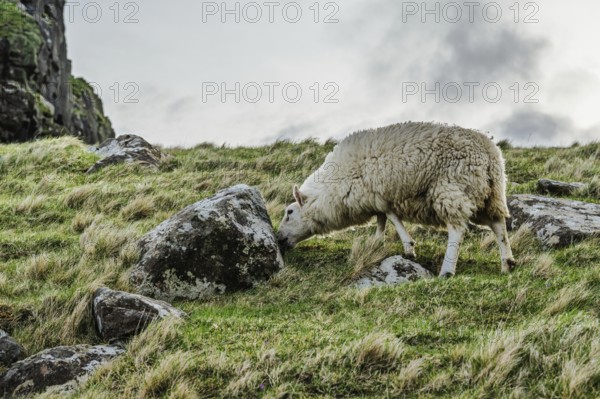 Sheeps on farms over Neist Point Lighthouse, Isle of Skye, Scotland, UK