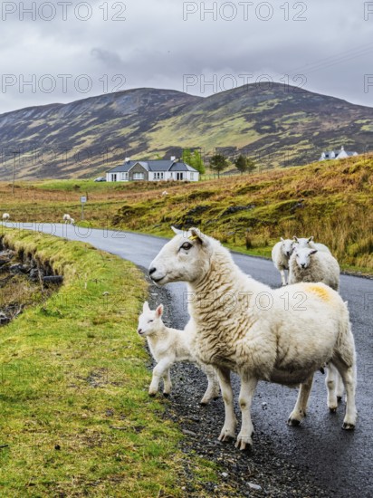Sheep and farms on Isle of Sky, Scotland, UK