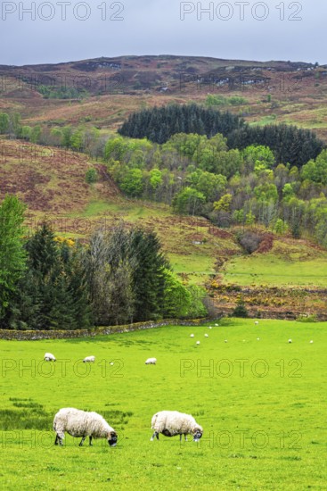 Sheeps on farms in West Highlands Farms, Scotland, UK