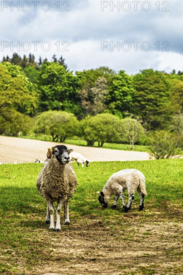 Sheeps on farms over Ullswater Lake, Lake District National Park, Cumbria, England, United Kingdom