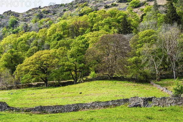 Rydal Water, Rydal, Ambleside, Lake District, Westmorland, Cumbria, England, United Kingdom