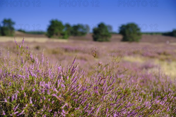 Broom heather blossom, Nemitzer Heide, Wendland-Elbe nature park Park, Lower Saxony, Germany