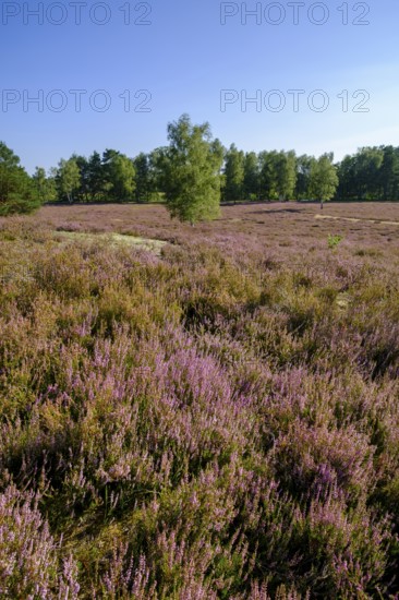 Broom heather blossom, Nemitzer Heide, Wendland-Elbe nature park Park, Lower Saxony, Germany