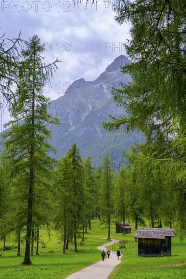 Val Fiscalina, Bad moss near Sesto, Dolomites, Val Pusteria, South Tyrol, Italy