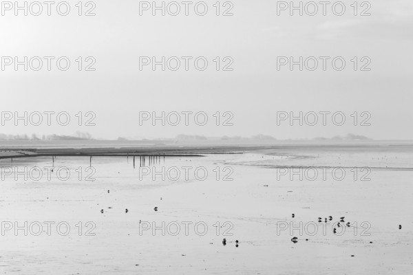 North Sea, cloudy winter day, Wadden Sea at low tide, birds foraging, Norddeich, Lower Saxony, Germany