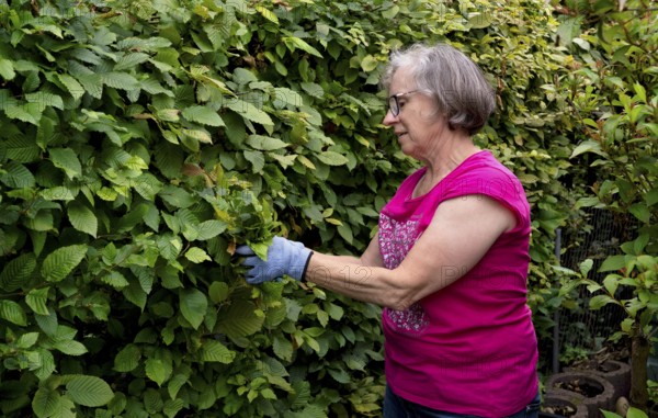 Elderly woman gardening, cutting, trimming hedge, wearing gloves, Stuttgart, Baden-Württemberg, Germany
