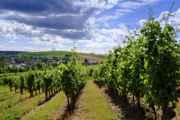 Weinheim in the vineyards at the Weinheimer Trift natural monument, near Alzey, Rhine-Hesse region, Rhineland-Palatinate, Germany