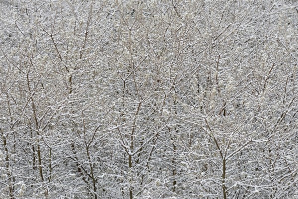 Winter day, onset of winter, snow lies on the bushes in the dune landscape of Norddeich, North Sea, Lower Saxony, Germany
