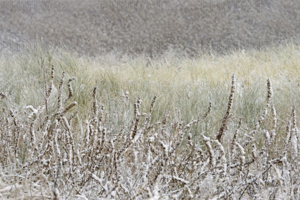 Winter day, onset of winter, snow lies in the dune landscape of Norddeich, North Sea, Lower Saxony, Germany