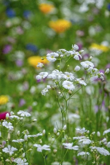 Summer gypsophila (Gypsophila elegans), Münsterland, North Rhine-Westphalia, Germany