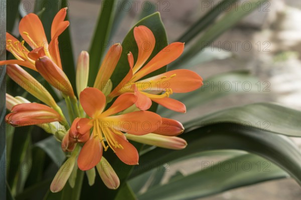 Clivia (Clivia miniata), flower, Montenegro