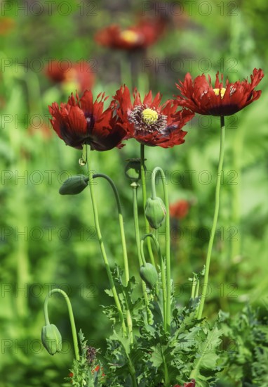 Red poppies (Papaver), Netherlands