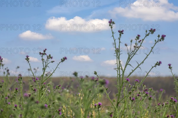 Spear Thistle (Cirsium vulgare), inflorescence, North Rhine-Westphalia, Germany