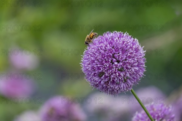 Ornamental leek (Allium sp.), inflorescence, North Rhine-Westphalia, Germany