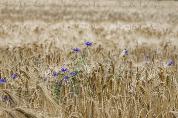 Cereal field with cornflowers, Münsterland, North Rhine-Westphalia, Germany