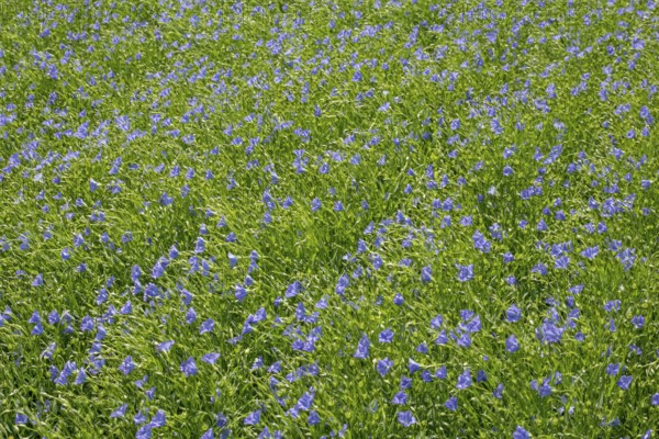 Flax field, blue flax, seed flax, common flax, flax (Linum usitatissimum), Province of Groningen, Netherlands
