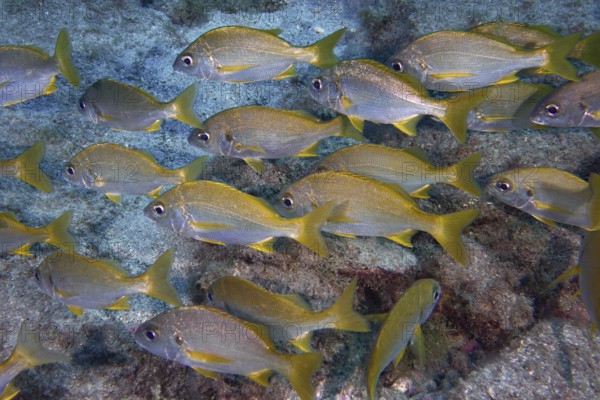 Grey-yellow fish, bastard grunts (Pomadasys incisus), move as a school over the rocky seabed. Dive site Cueva del Tiburon, Las Galletas, Tenerife, Canary Islands, Spain