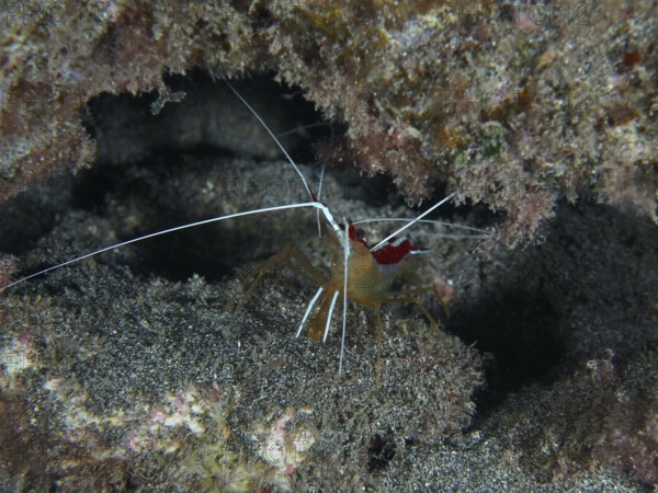 Atlantic white-banded cleaner shrimp (Lysmata grabhami) with long antennae well camouflaged between reefs and sandy bottom. Dive site Playa, Los Cristianos, Tenerife, Canary Islands, Spain