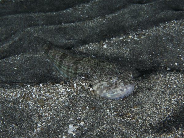 Atlantic lizardfish (Synodus saurus) camouflages itself perfectly against the grey sandy substrate on the seabed. Dive site Playa, Los Cristianos, Tenerife, Canary Islands, Spain